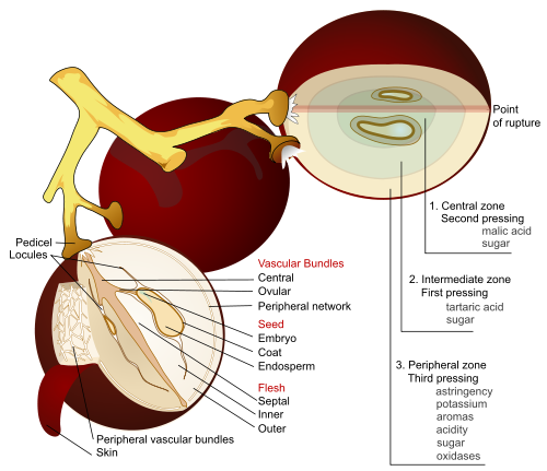 Anatomy of a Grape Anatomy of a Grape